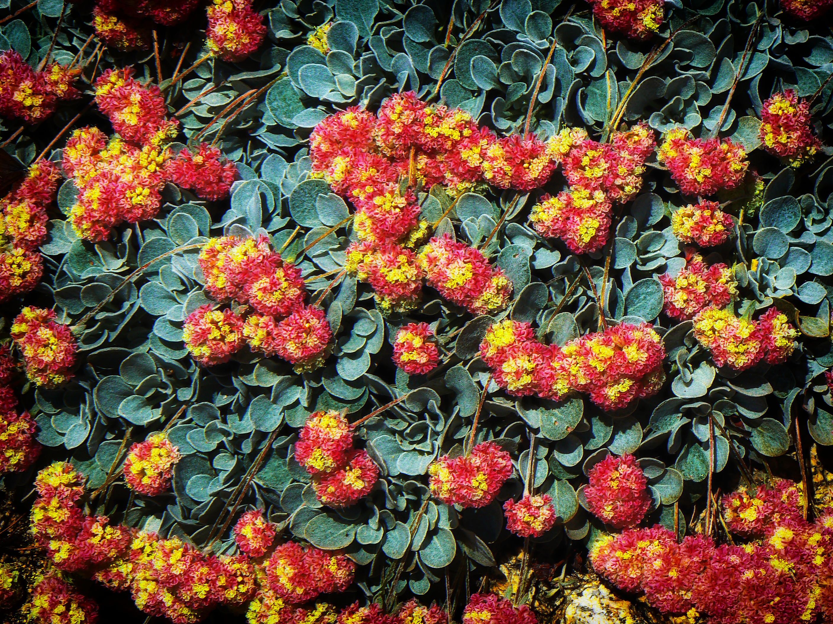 Carpet of Buckwheat